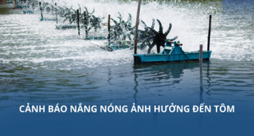Cảnh báo nắng nóng ảnh hưởng đến tôm